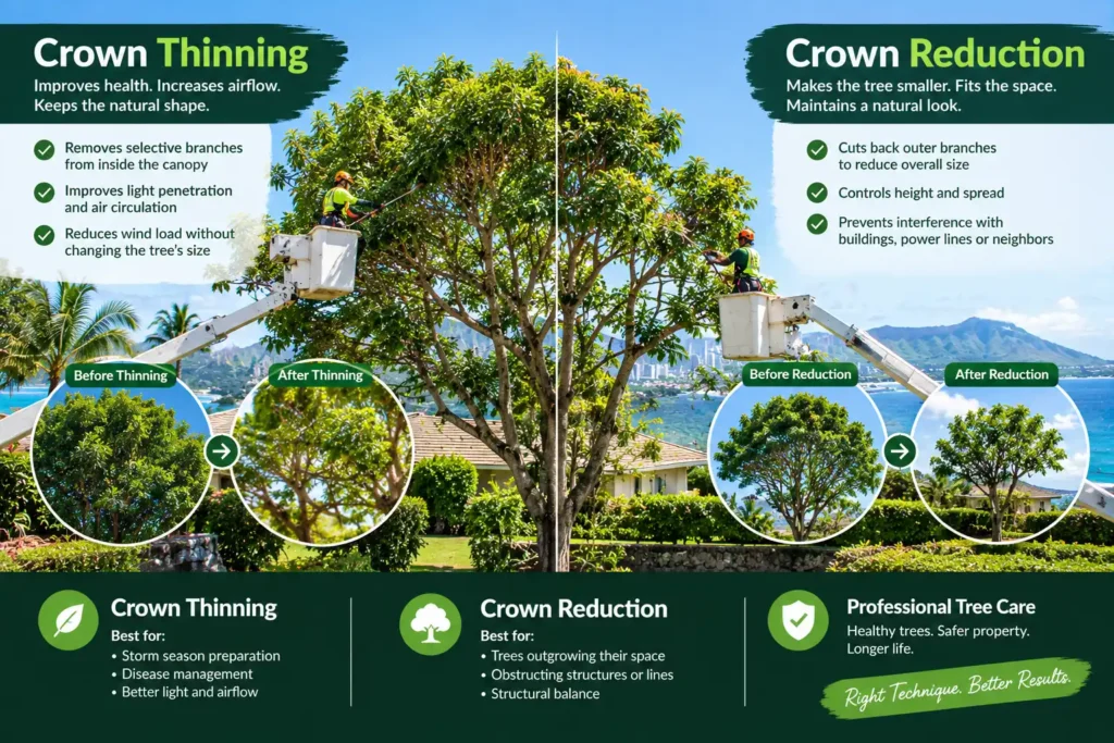 Crown Thinning and Crown Reduction in Honolulu